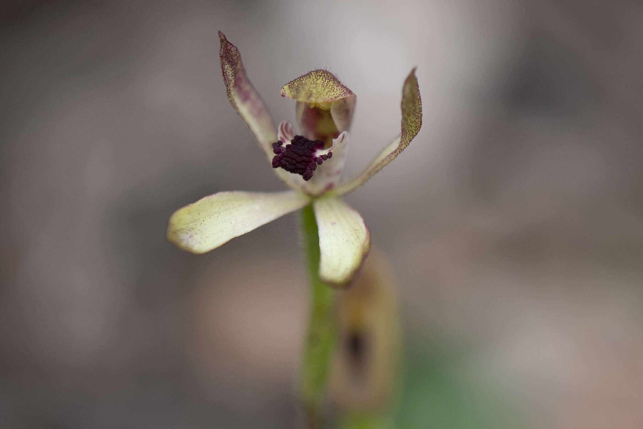 Image of Green caps