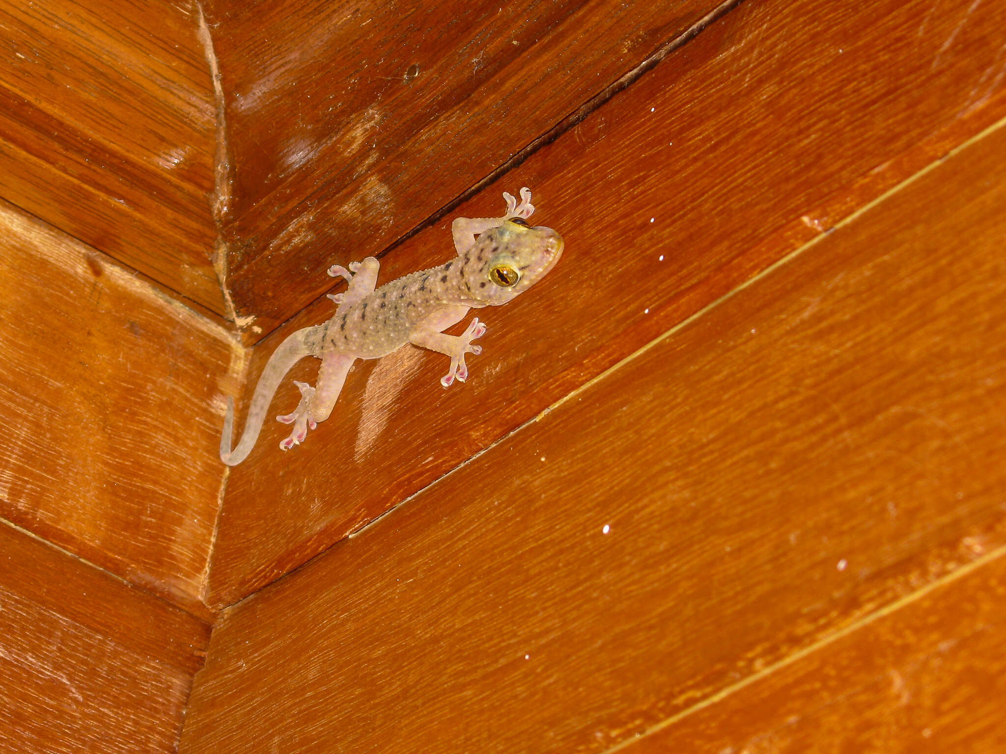 Image of Spotted House Gecko