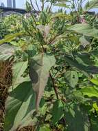 Sivun Hibiscus moscheutos subsp. moscheutos kuva