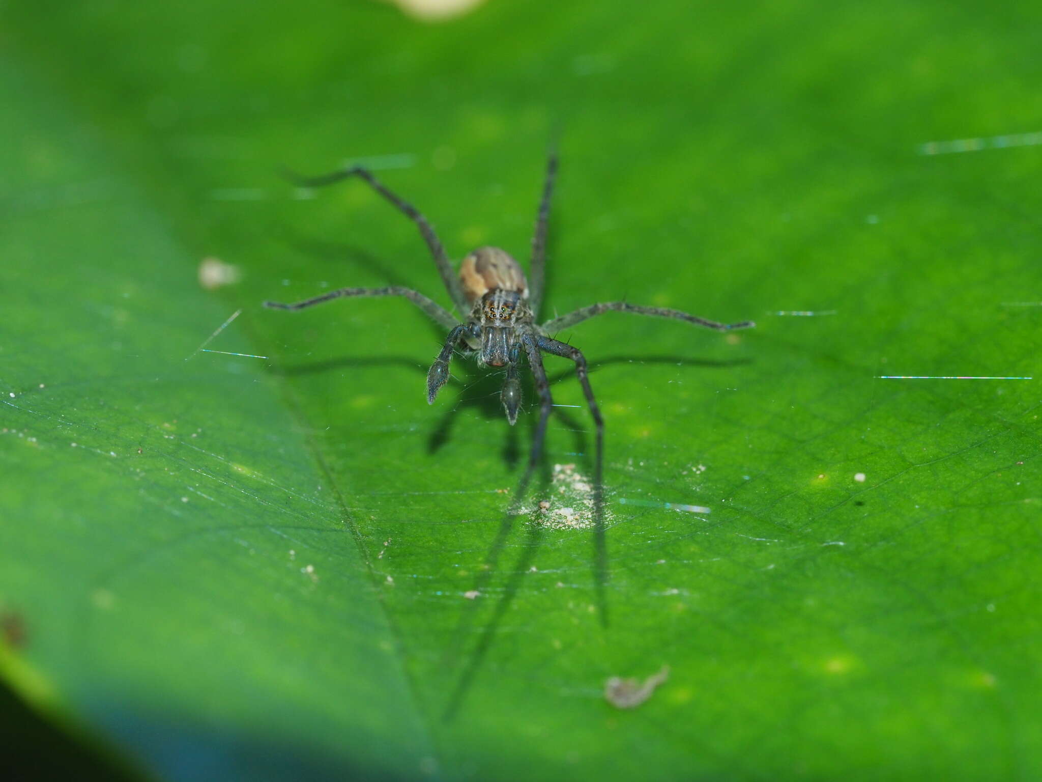 Image of Hygropoda higenaga (Kishida 1936)