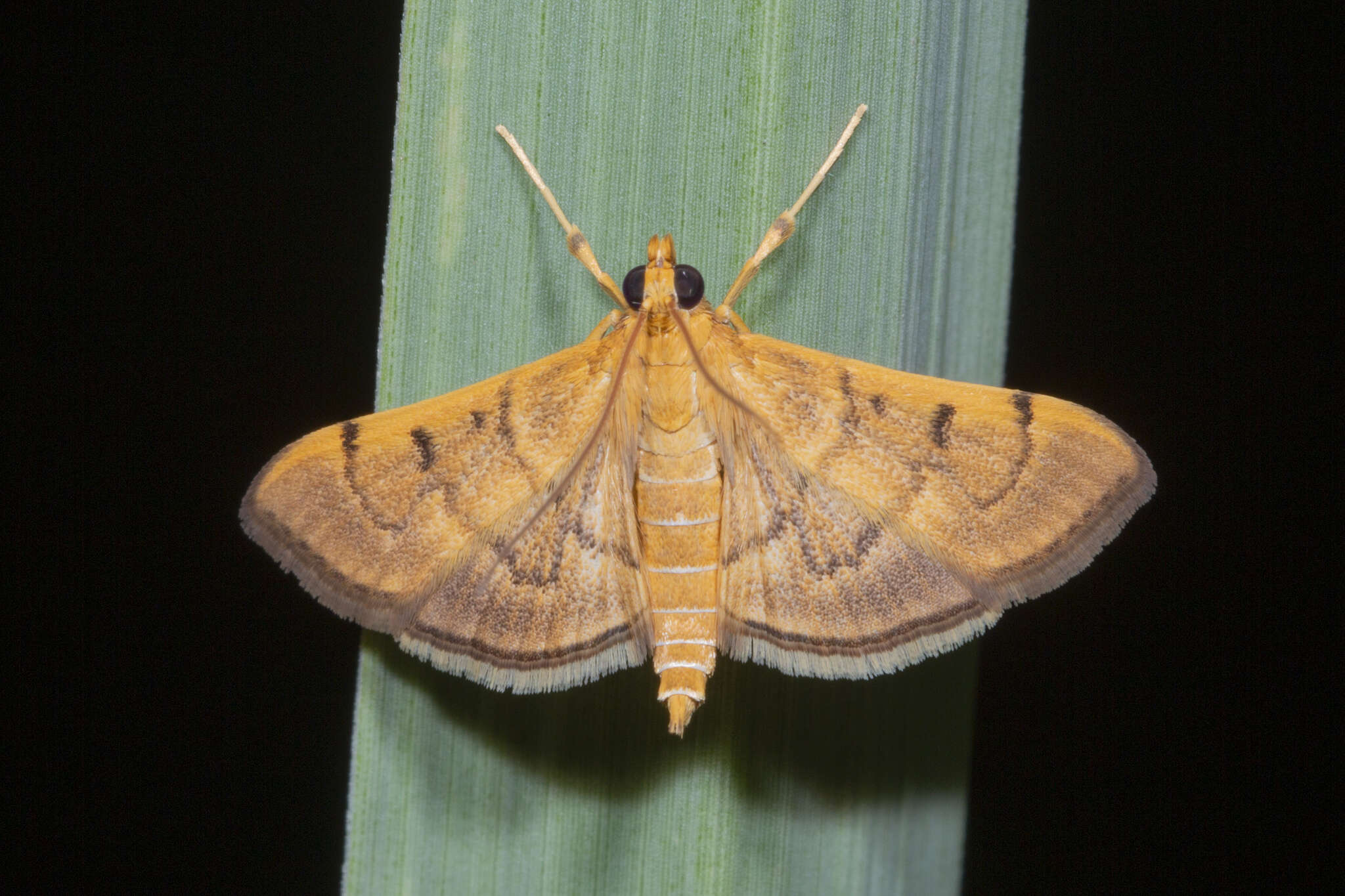 Image of Bean-leaf Webworm Moth