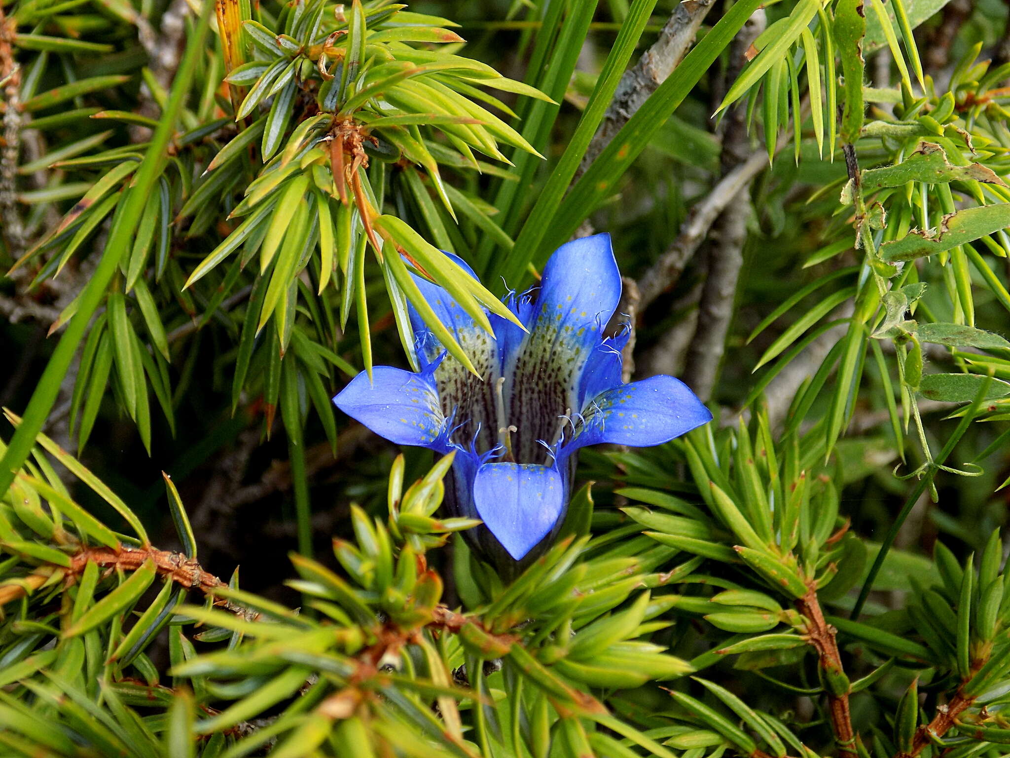 Image of crested gentian