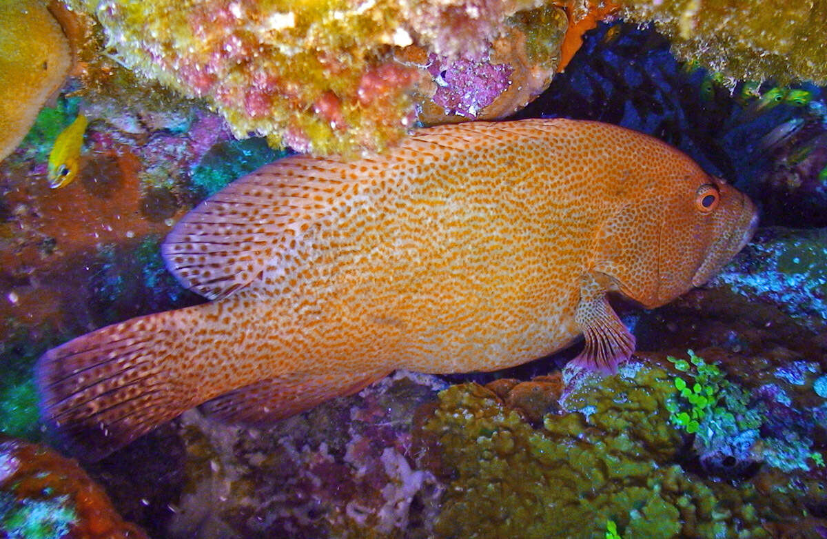 Image of Peacock rockcod