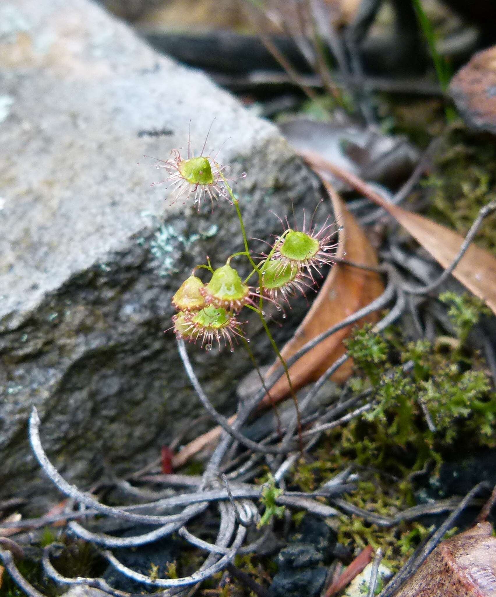 Imagem de Drosera huegelii var. phillmanniana