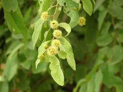 Image de Terminalia leiocarpa (DC.) Baill.