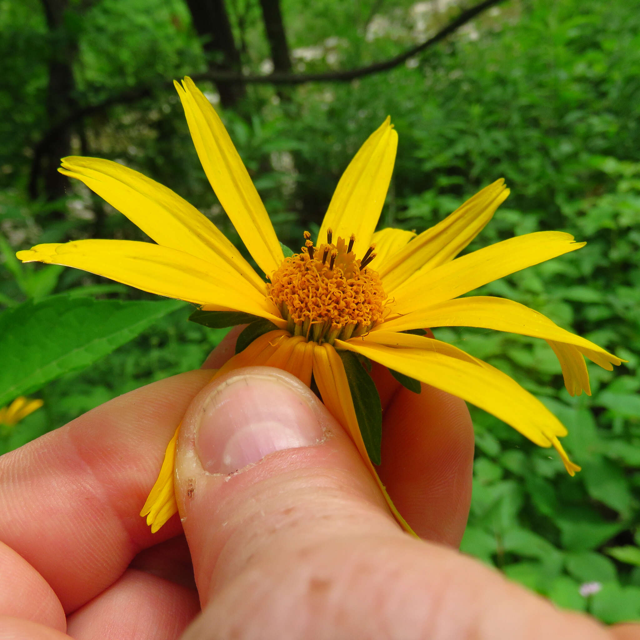 Heliopsis helianthoides (L.) Sw. resmi