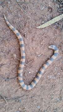 Image of Desert Banded Snake