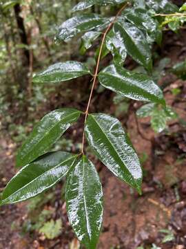 Image de Eugenia pseudopsidium Jacq.