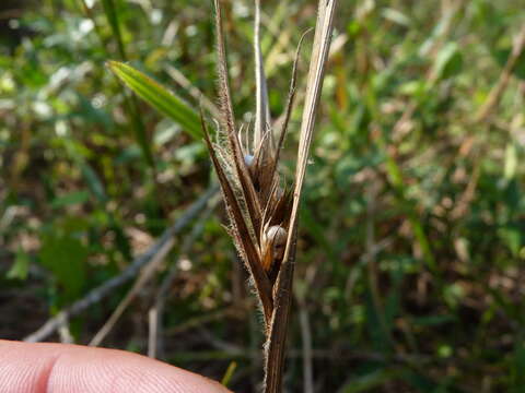 Image of Scleria bellii Le Blond