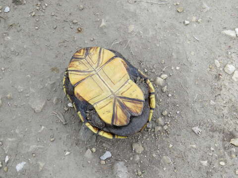 Image of Yellow Mud Turtle