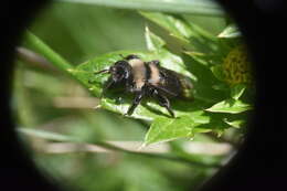 Image of Andrena transnigra Viereck 1904