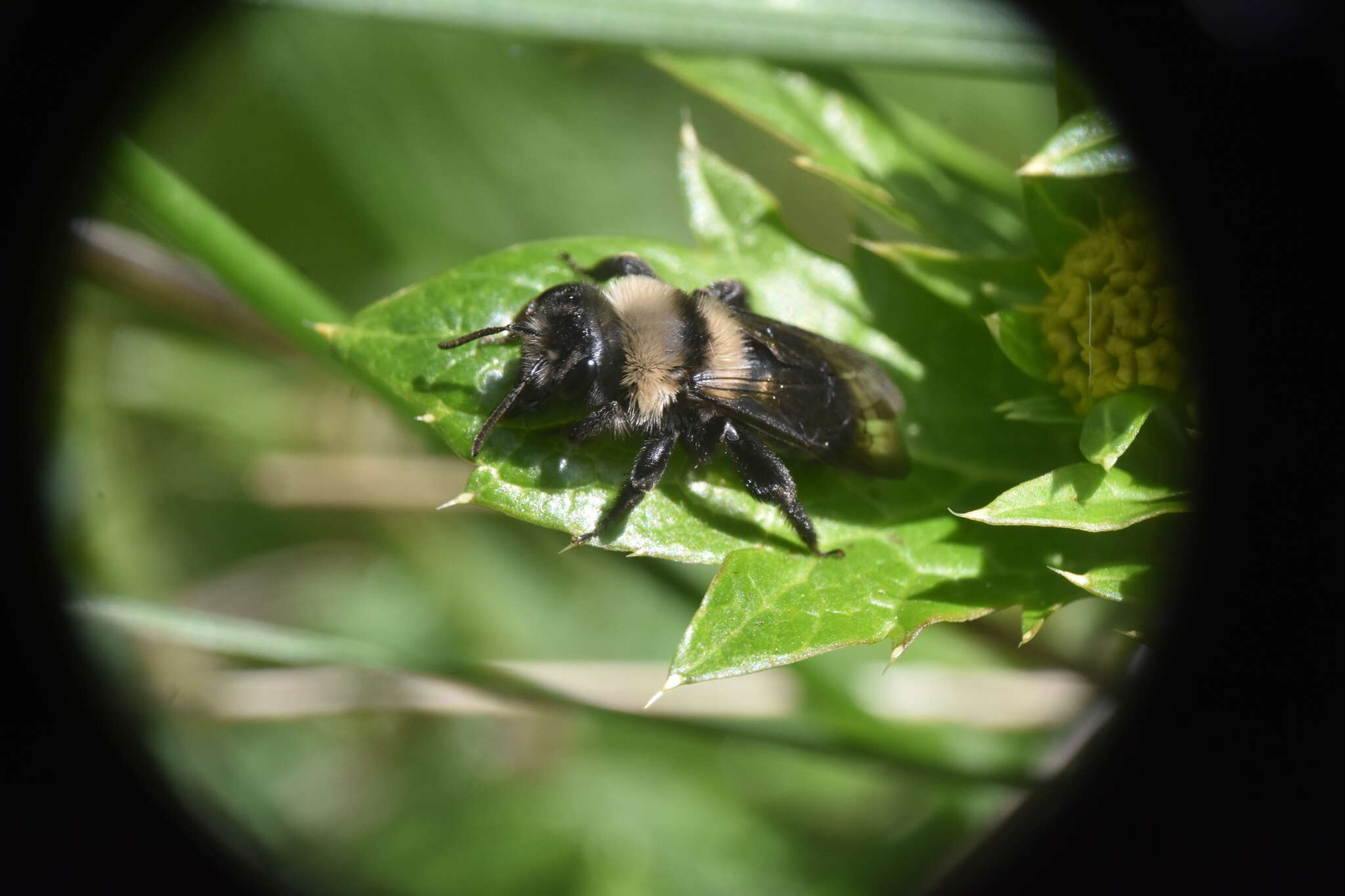 Image of Andrena transnigra Viereck 1904