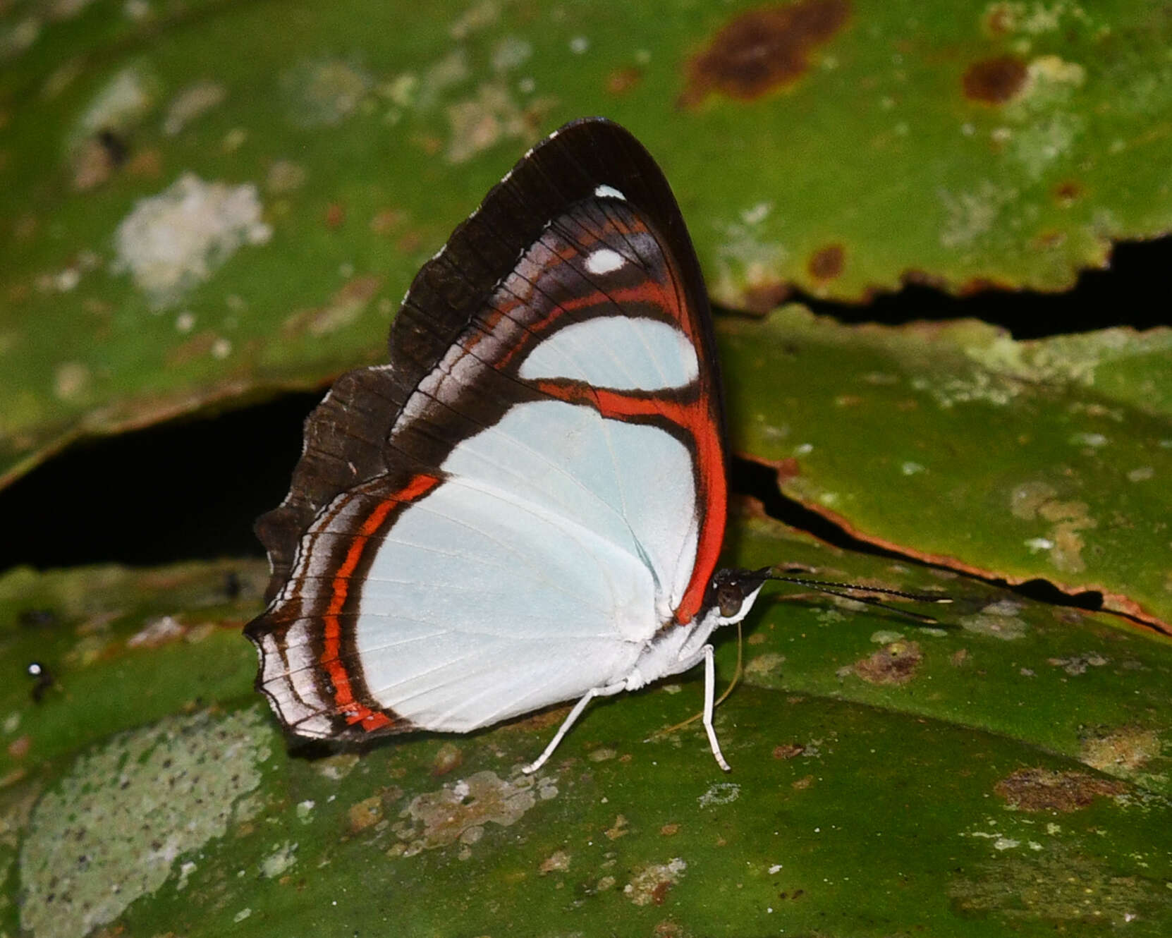 Image of Pyrrhogyra crameri Aurivillius