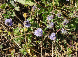 Image of Sprawling Speedwell