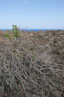 Imagem de Rumex lunaria L.