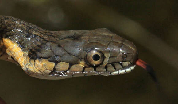 Image of Two-striped Garter Snake