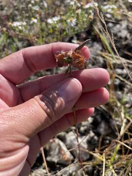 Image of hispid false mallow