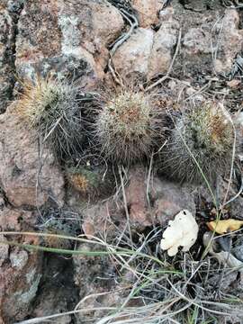 Image de Mammillaria rekoi (Britton & Rose) Vaupel