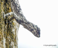 Plancia ëd Draco maculatus maculatus (Gray 1845)