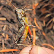 Image of Cascade Timberline Grasshopper