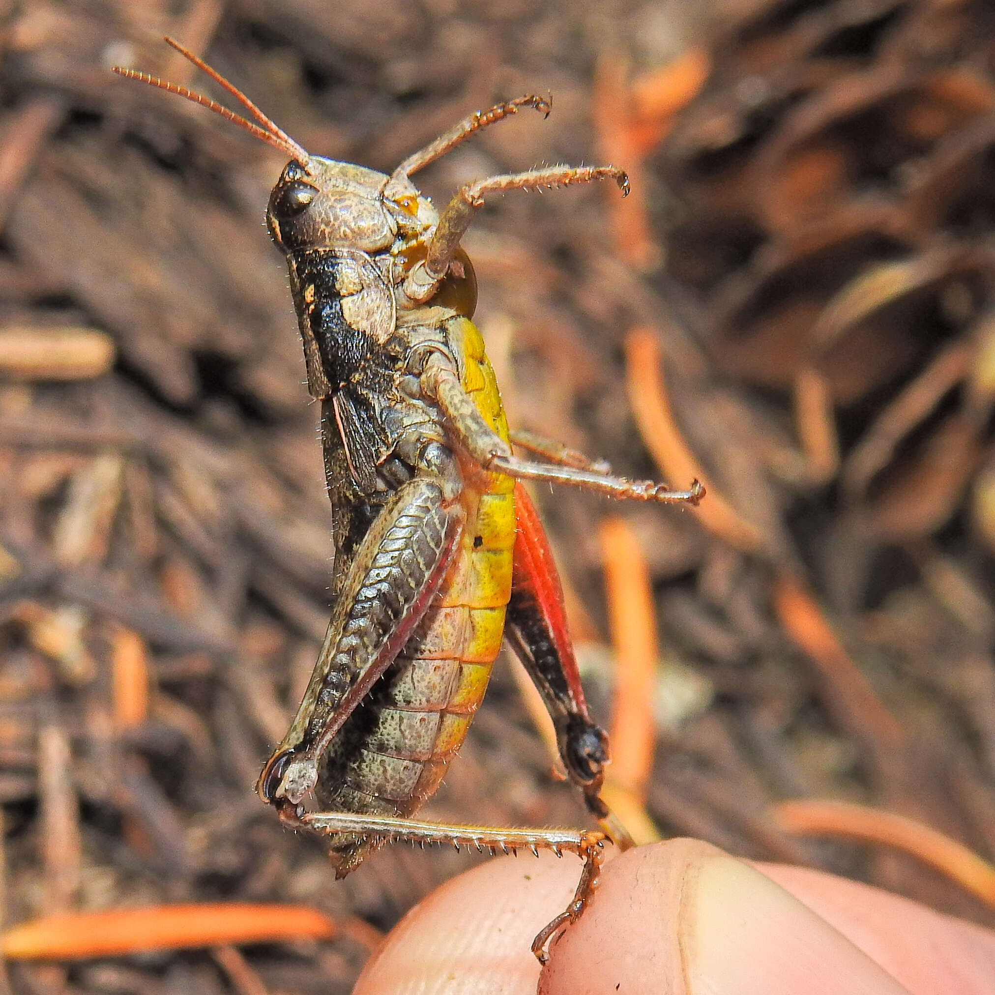 Image of Cascade Timberline Grasshopper