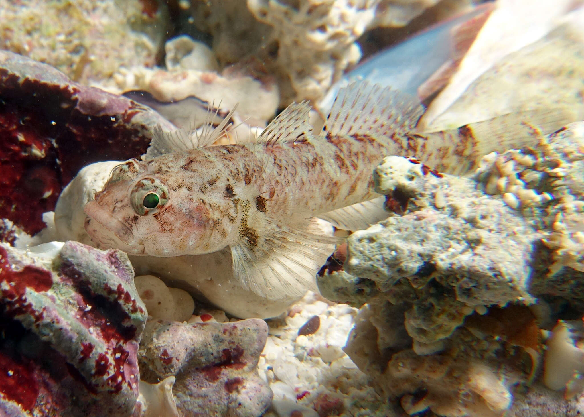 Image of Brownboy goby