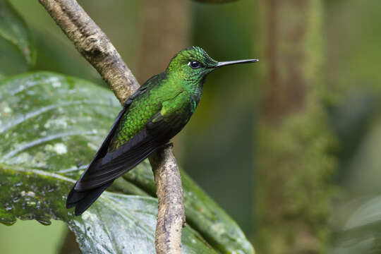 Image of Green-crowned Brilliant