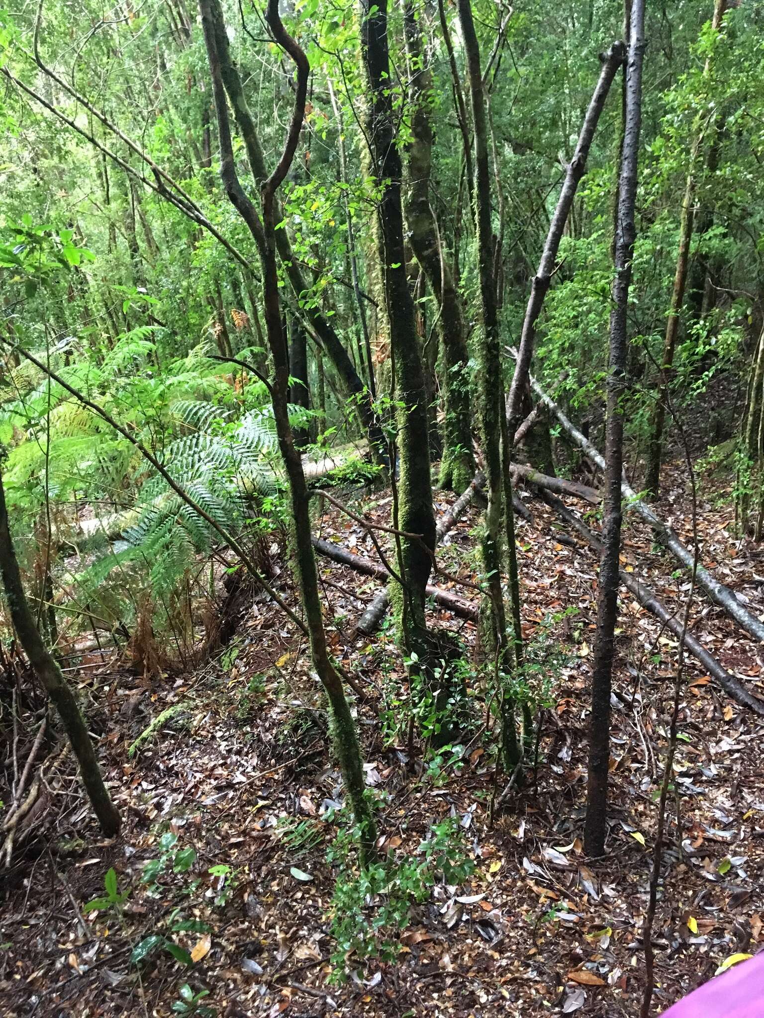 Image of Nothofagus nitida (Phil.) Krasser