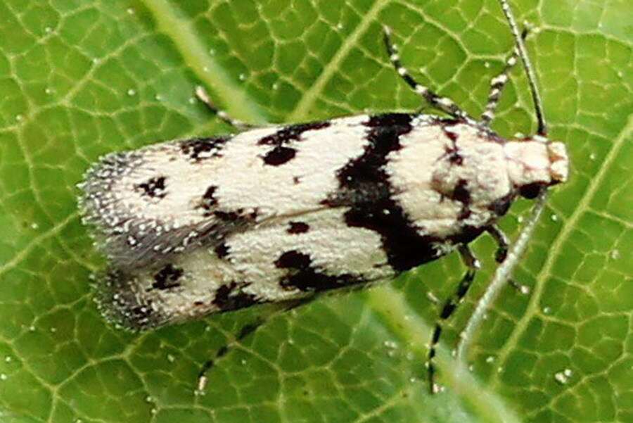 Pseudotelphusa scalella Scopoli 1763的圖片