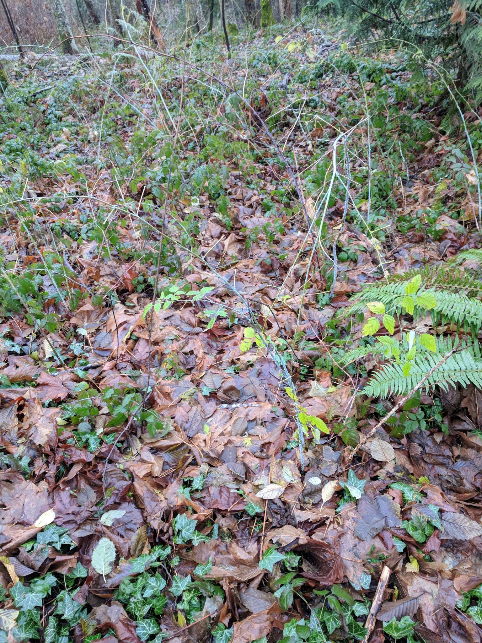 Image de Rubus leucodermis Dougl. ex Hook.