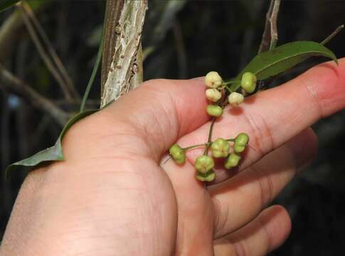 Image of Ardisia quinquegona Bl.