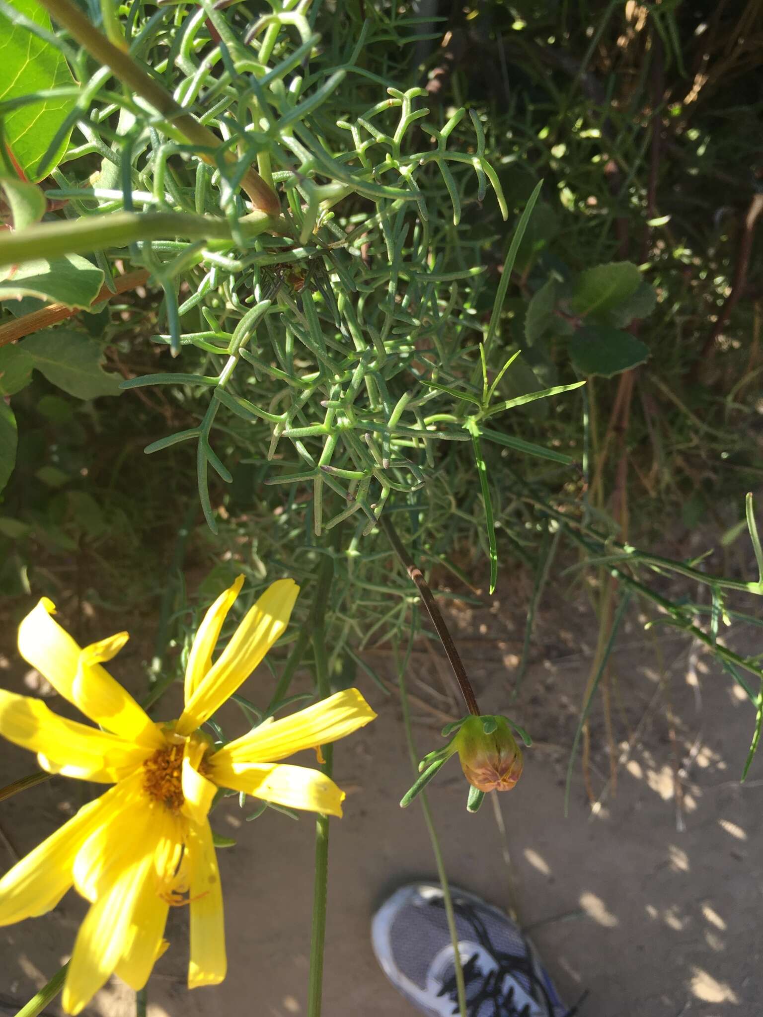 Image de Coreopsis maritima (Nutt.) Hook. fil.