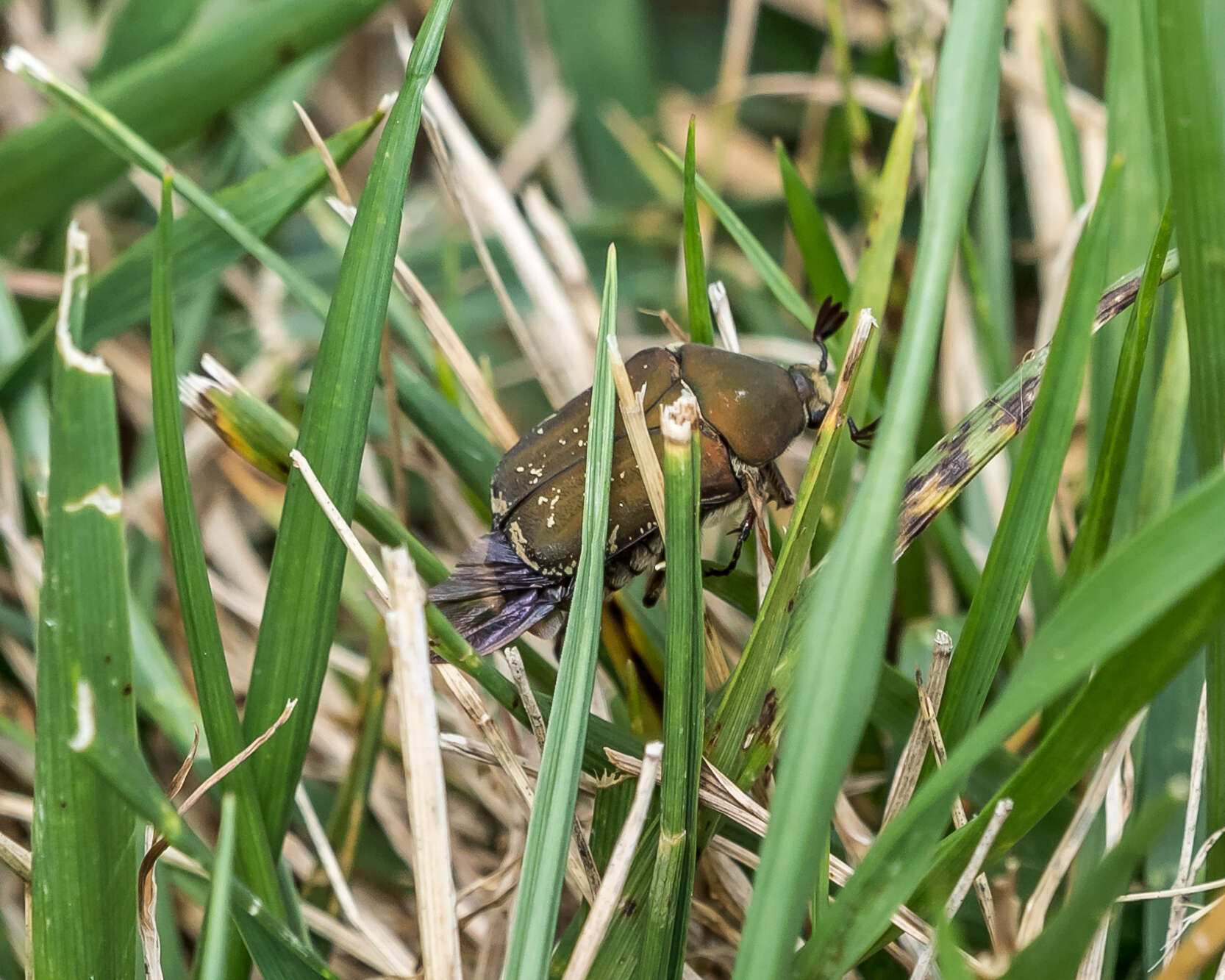 Image of Olive Euphoria