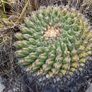 Image of Thelocactus rinconensis subsp. hintonii Lüthy