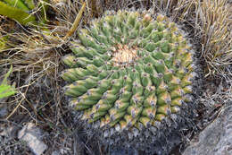 Image of Thelocactus rinconensis subsp. hintonii Lüthy