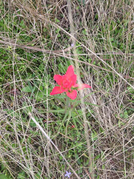 Image of entireleaf Indian paintbrush