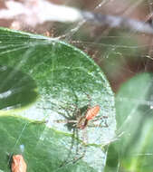 Imagem de Peucetia