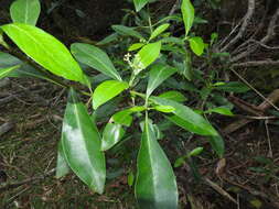 Plancia ëd Psychotria daphnoides A. Cunn. ex Hook.