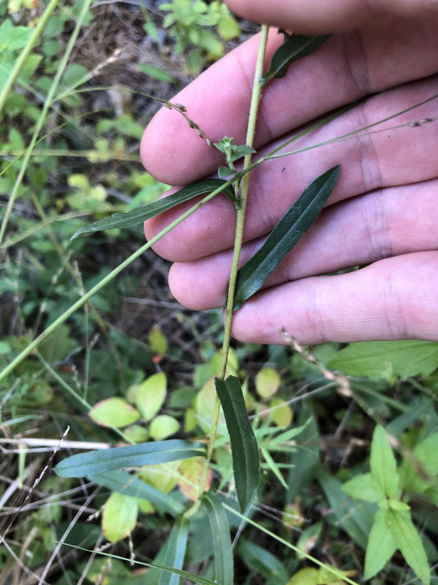 Image of slender aster