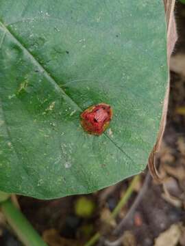 Laccoptera (Laccopteroidea) nepalensis Boheman 1855的圖片