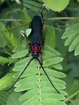 Image of Deltaspis thoracica White 1853