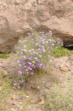 Image of Nierembergia linariifolia var. pampeana (Millán) A. A. Cocucci & A. T. Hunziker