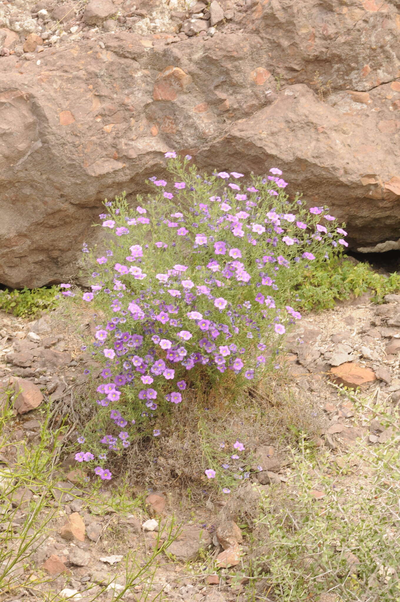 Image of Nierembergia linariifolia var. pampeana (Millán) A. A. Cocucci & A. T. Hunziker