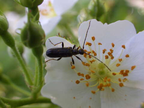 Plancia ëd Idiopidonia