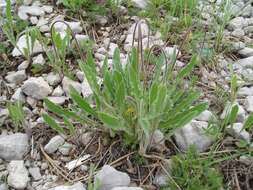 Image of Leontodon biscutellifolius DC.