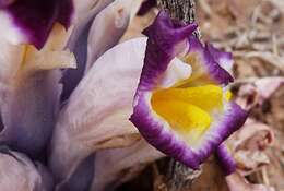 Image of Cistanche violacea (Desf.) G. Beck