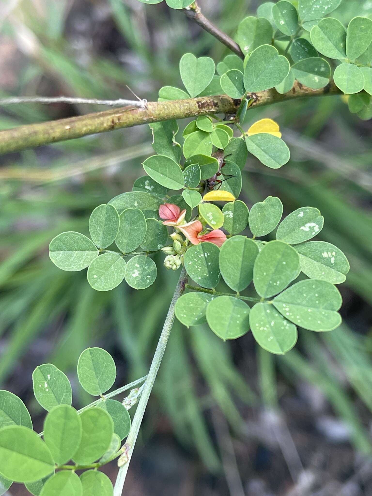 Image of Indigofera lupatana Baker fil.