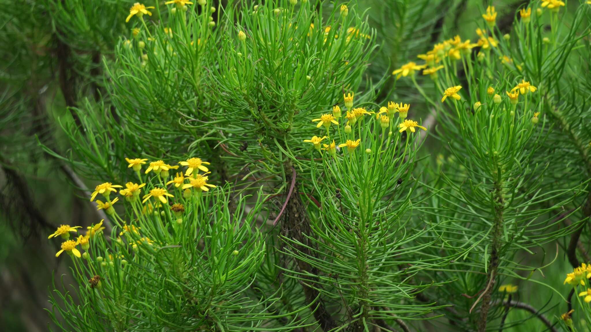 Image of Euryops brevipapposus M. D. Henderson