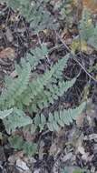 Image of Eaton's lipfern