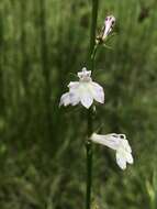 Sivun Lobelia floridana Chapm. kuva